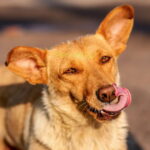 perche-i-cani-leccano