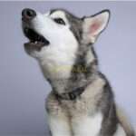 perche-il-cane-ulula