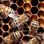 perchè-le-api-sono-importanti