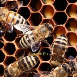 perchè-le-api-sono-importanti